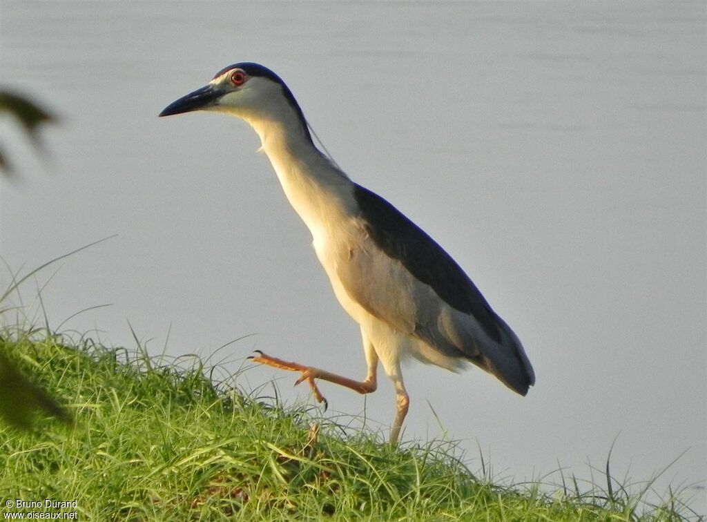 Black-crowned Night Heron, Behaviour