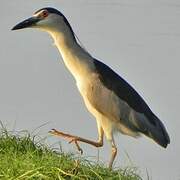 Black-crowned Night Heron