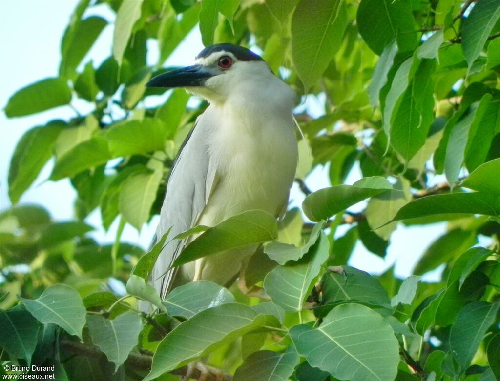 Bihoreau grisadulte nuptial, identification