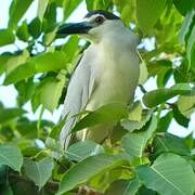 Black-crowned Night Heron