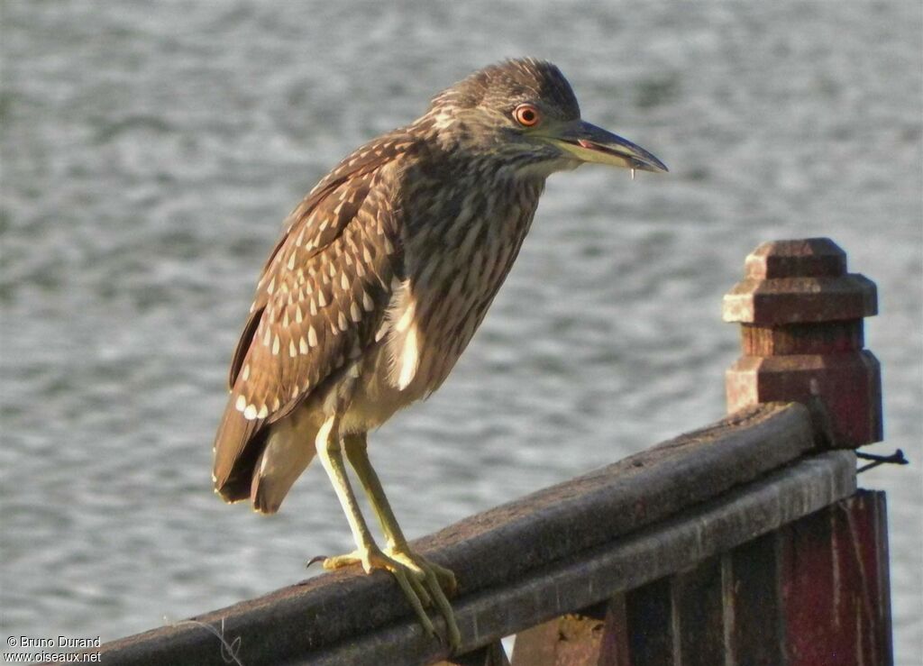 Black-crowned Night Heronimmature, Behaviour