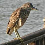 Black-crowned Night Heron