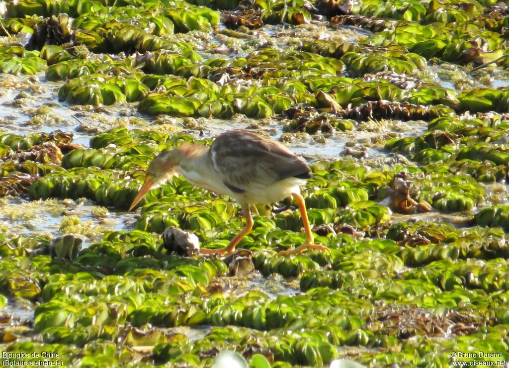 Yellow Bittern, identification, feeding habits, Behaviour