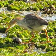 Yellow Bittern