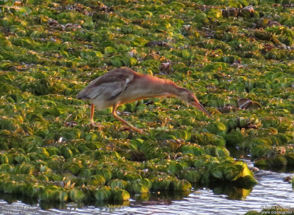 Yellow Bittern, identification, Behaviour