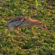 Yellow Bittern