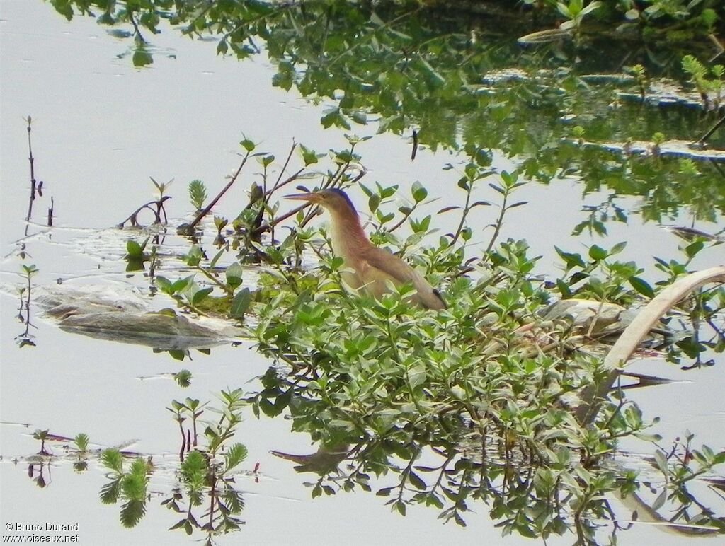 Yellow Bittern male adult, Behaviour