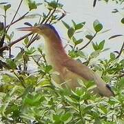 Yellow Bittern