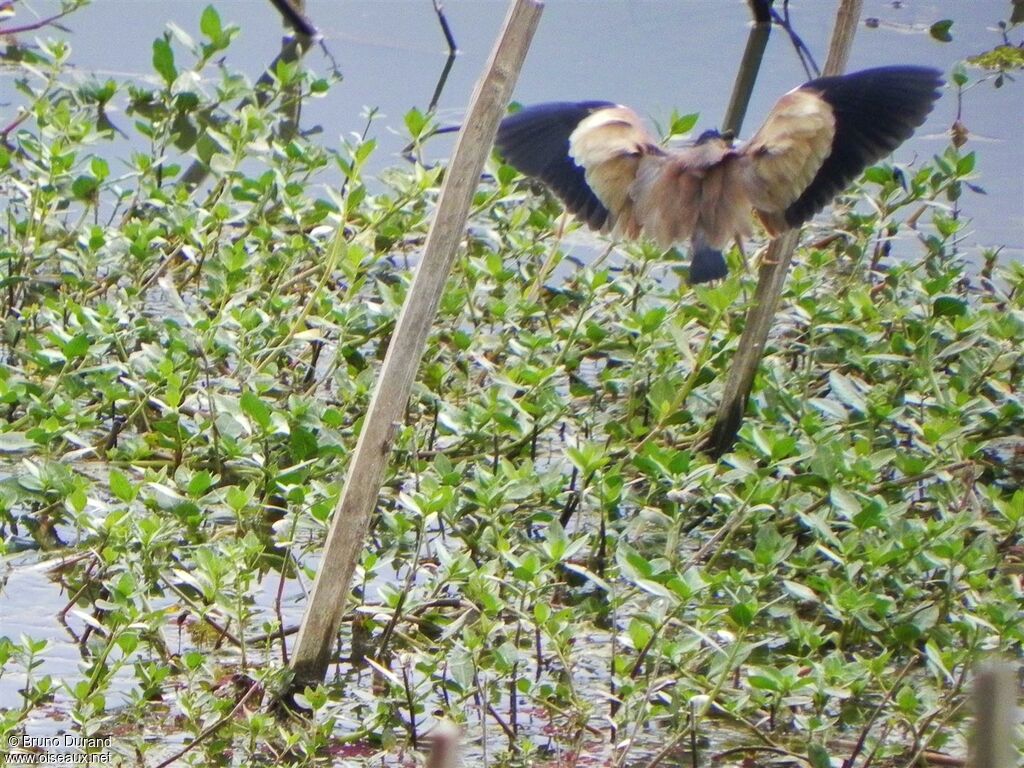 Yellow Bittern male, identification