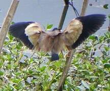 Yellow Bittern