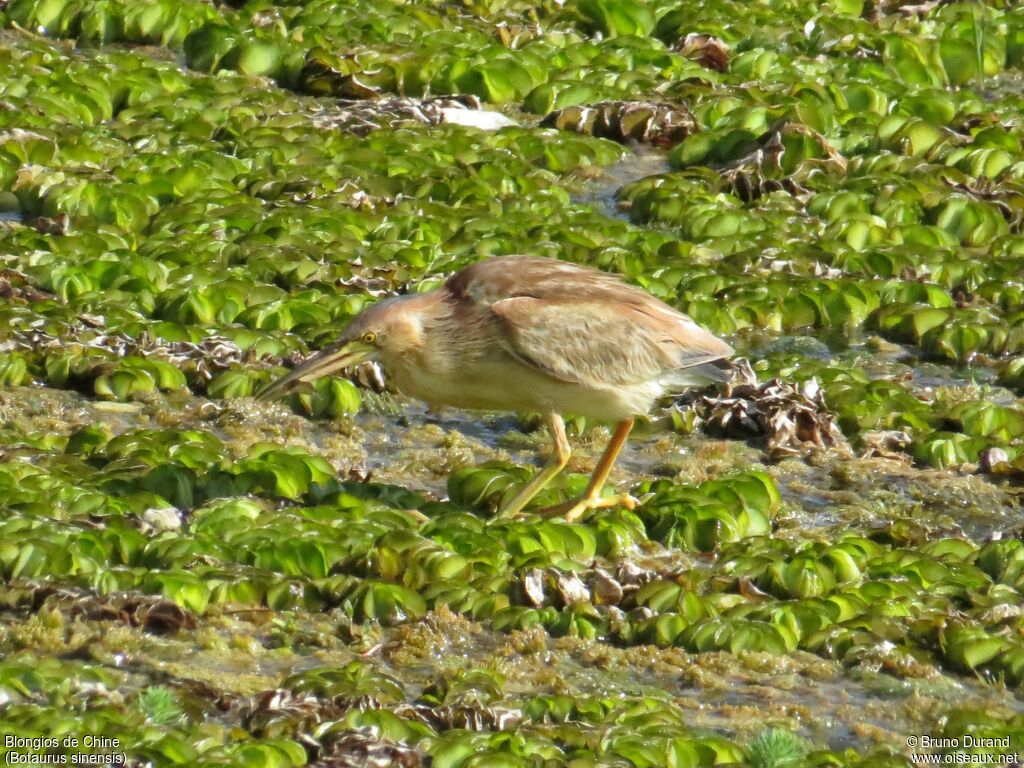 Yellow Bittern, identification, Behaviour