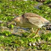 Yellow Bittern