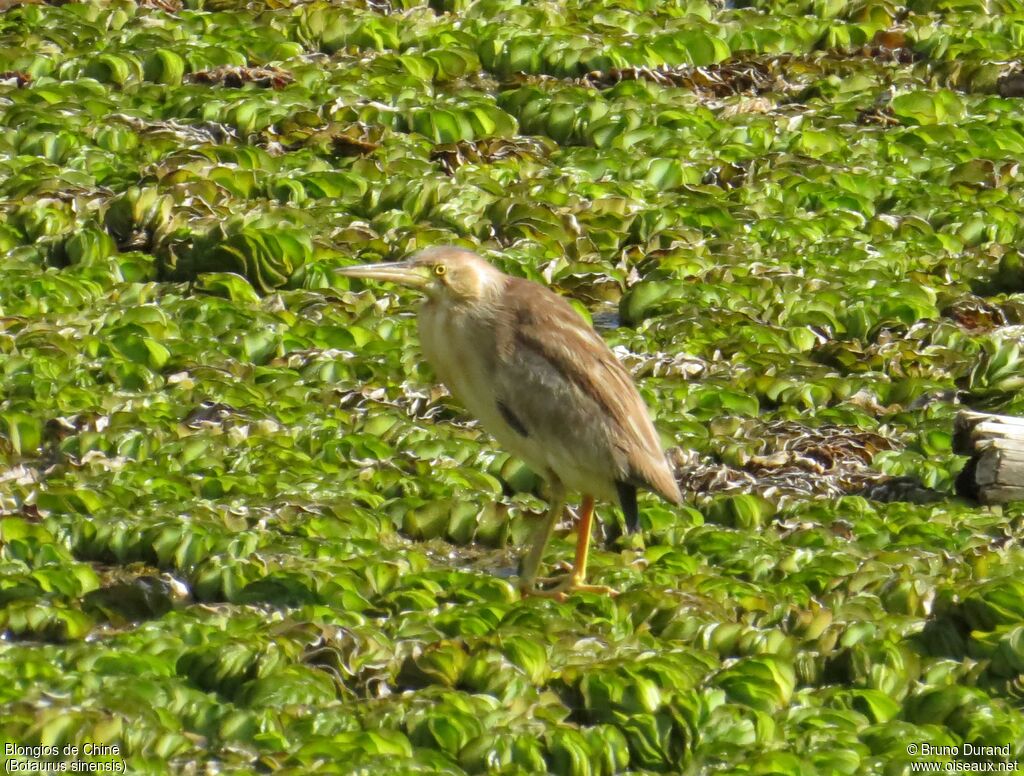 Yellow Bittern, identification