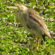 Yellow Bittern