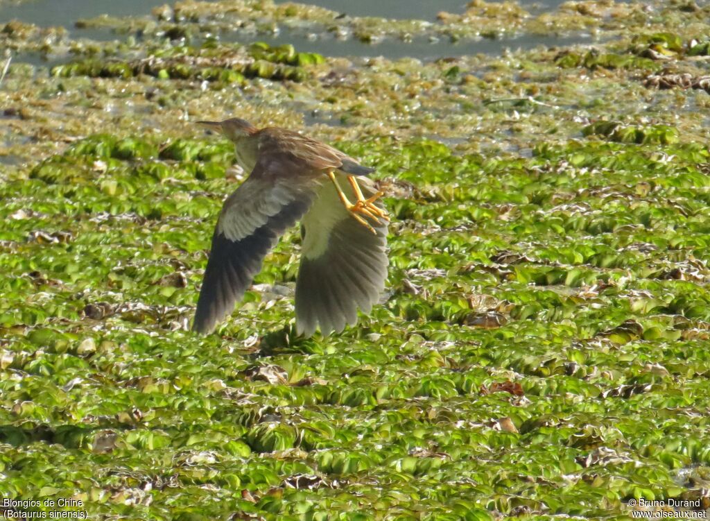 Yellow Bittern, Flight