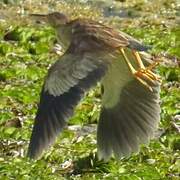 Yellow Bittern