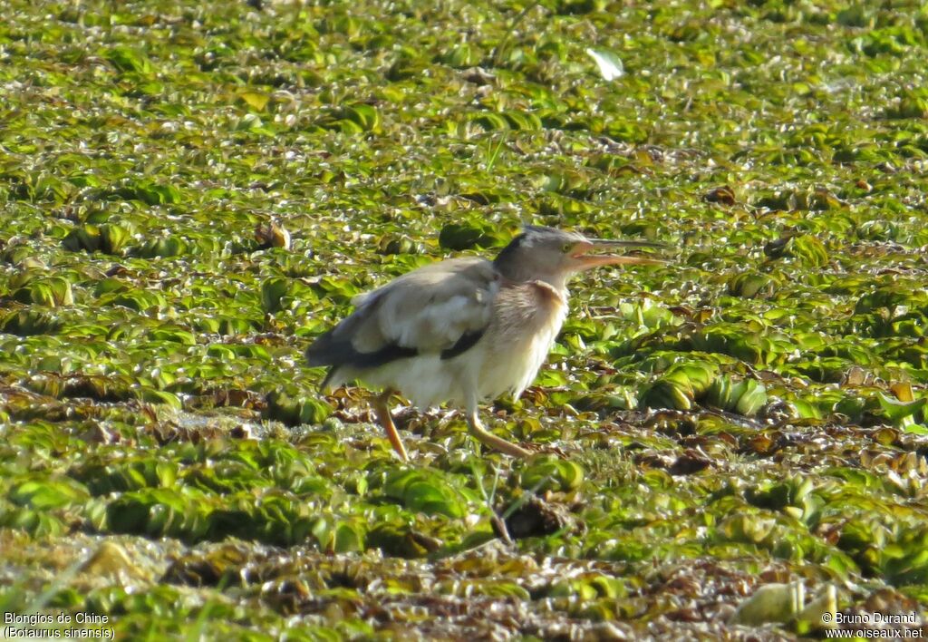 Blongios de Chine mâle, identification, Comportement