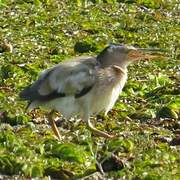 Yellow Bittern