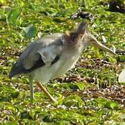 Yellow Bittern