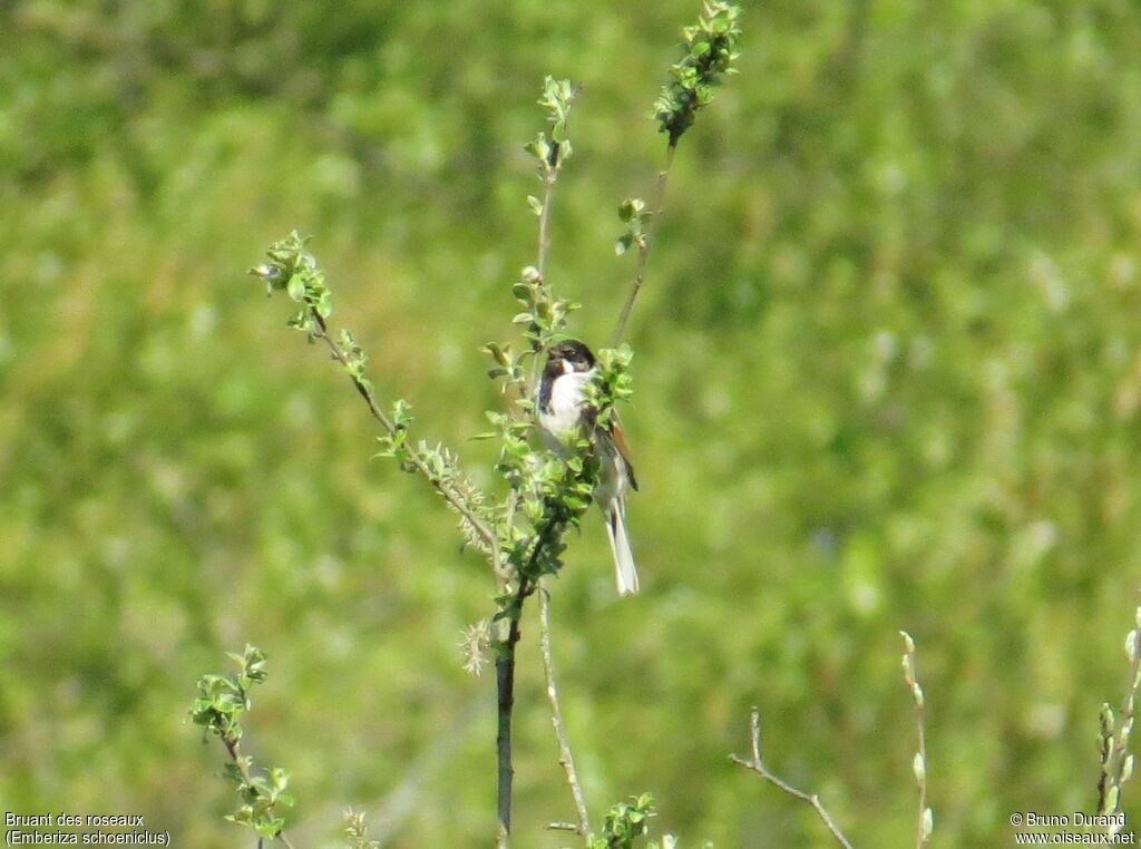 Common Reed Bunting male, identification, song