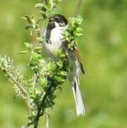 Bruant des roseaux