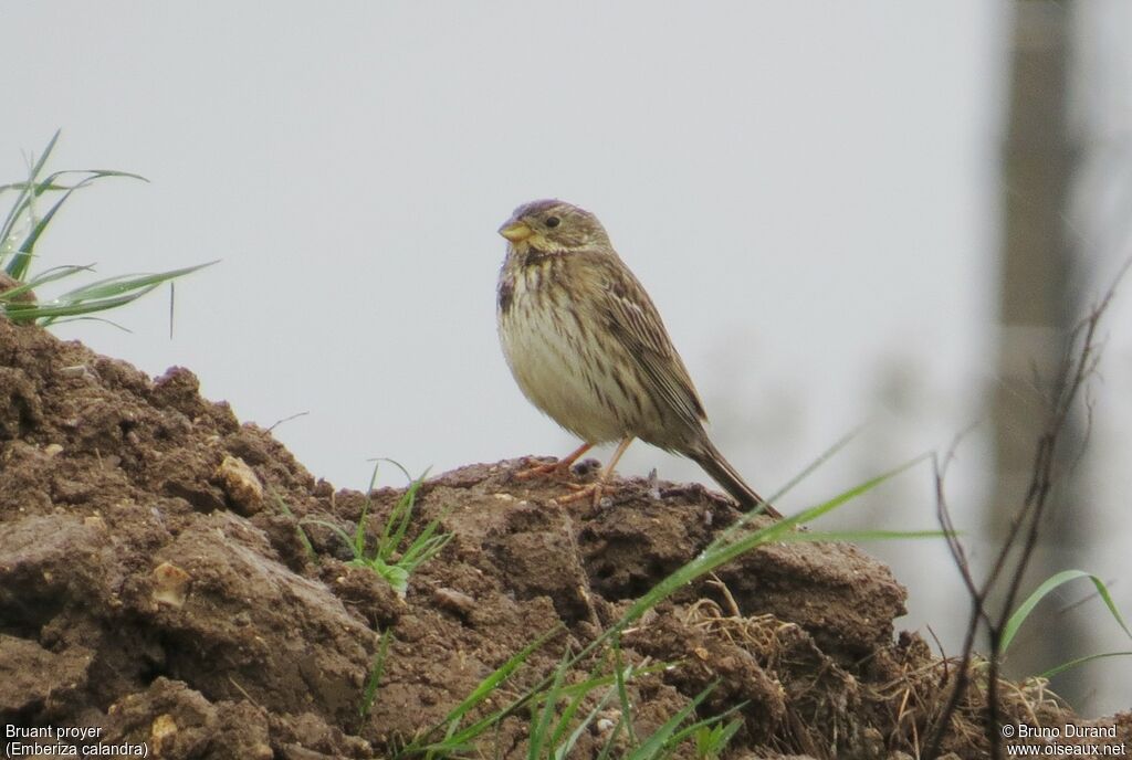 Corn Buntingadult breeding, identification