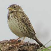 Corn Bunting