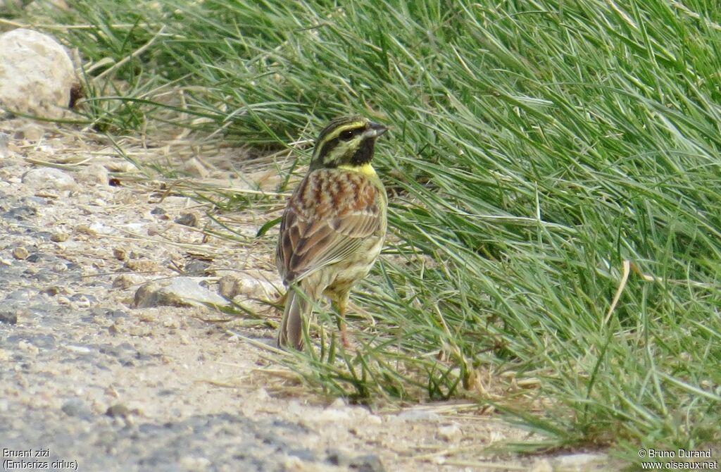 Cirl Bunting male adult, identification