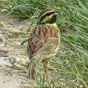 Cirl Bunting