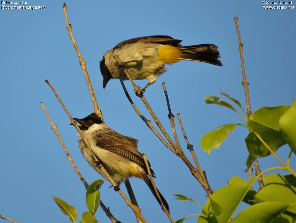 Bulbul cul-d'or, identification, Comportement