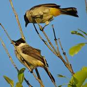 Sooty-headed Bulbul