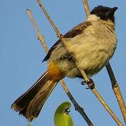 Sooty-headed Bulbul