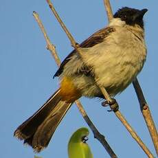 Bulbul cul-d'or