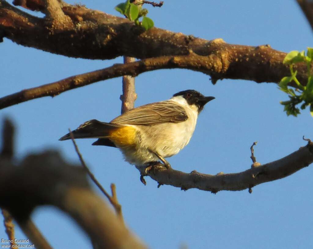 Sooty-headed Bulbul