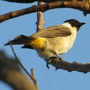 Bulbul cul-d'or