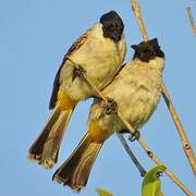 Sooty-headed Bulbul