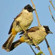 Sooty-headed Bulbul