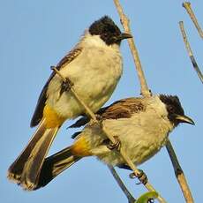 Bulbul cul-d'or