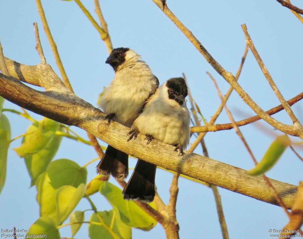 Bulbul cul-d'or, identification