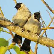 Sooty-headed Bulbul