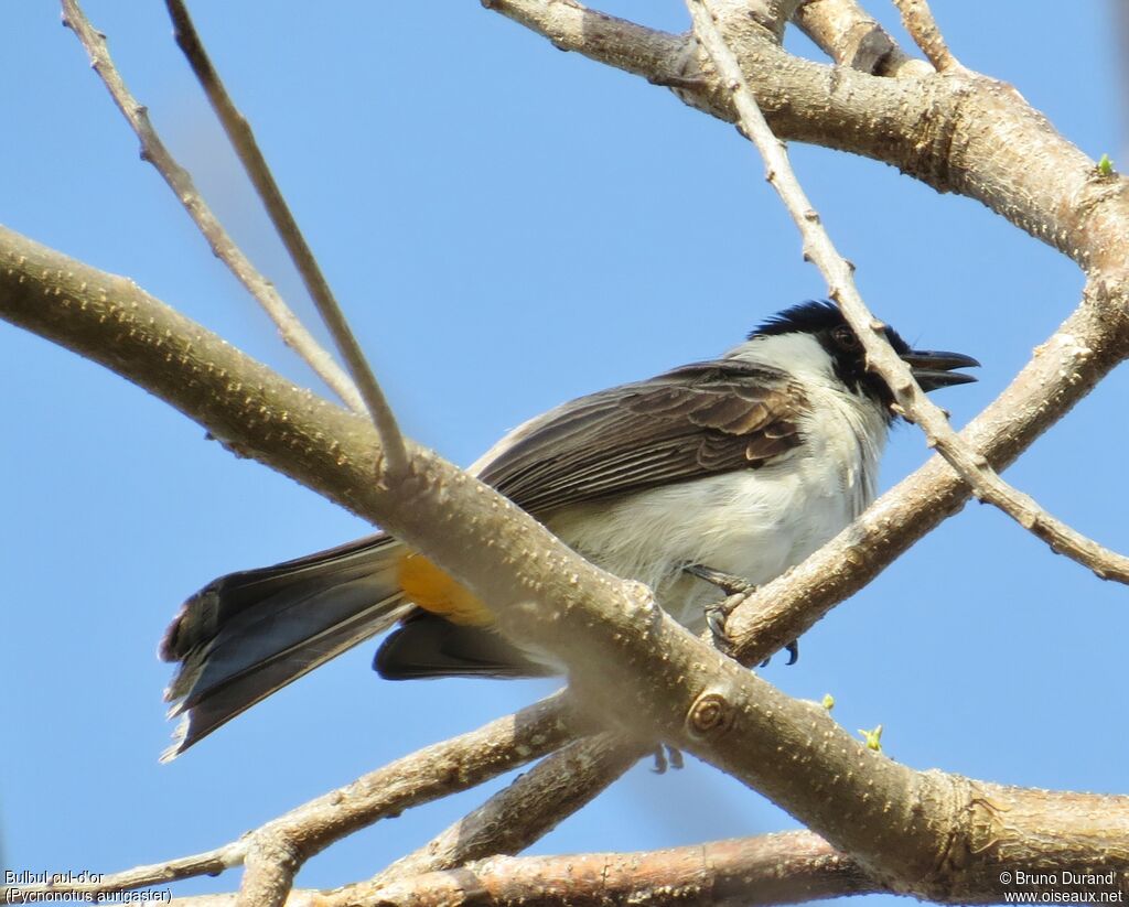 Bulbul cul-d'oradulte, identification