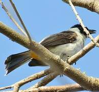 Sooty-headed Bulbul