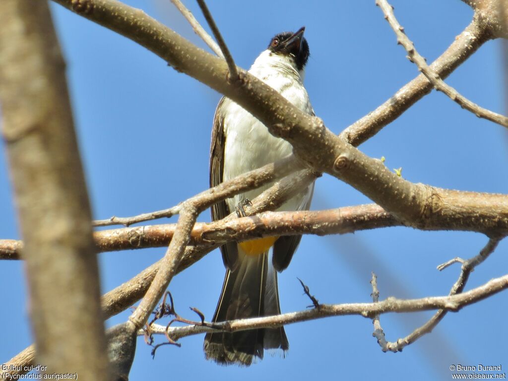 Bulbul cul-d'oradulte, identification