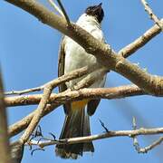 Bulbul cul-d'or