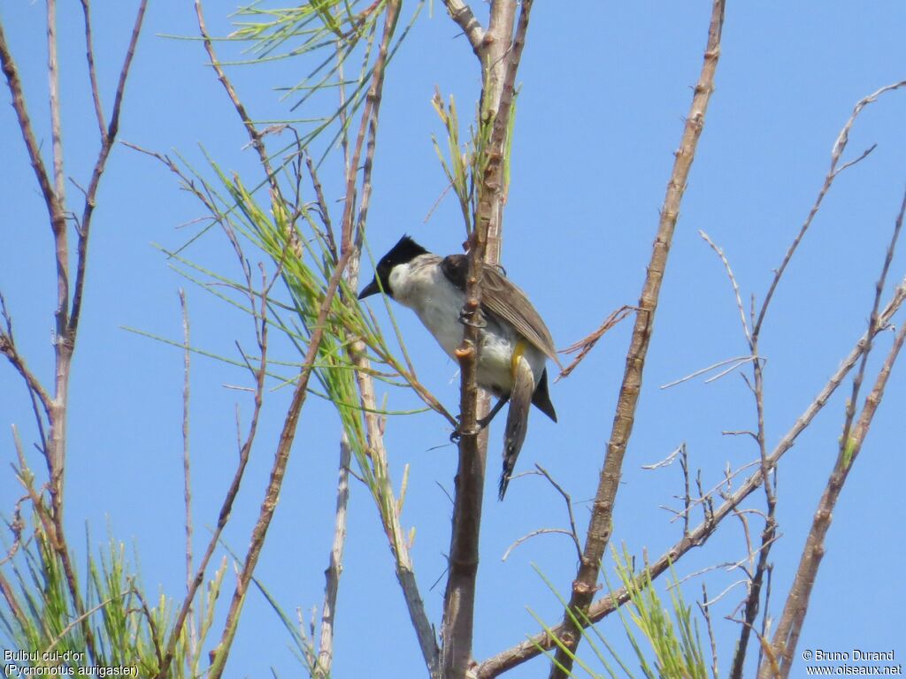 Sooty-headed Bulbuladult, identification, Behaviour