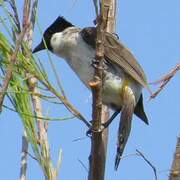 Bulbul cul-d'or