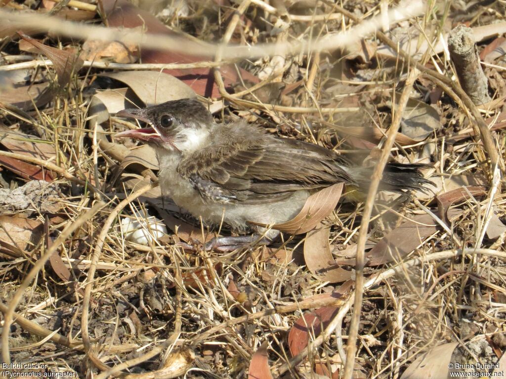 Sooty-headed Bulbuljuvenile, identification