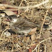 Sooty-headed Bulbul