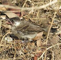 Bulbul cul-d'or