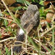 Sooty-headed Bulbul